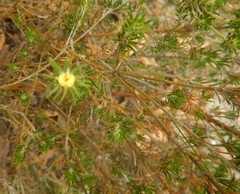 Phyllota pleurandroides