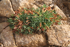 Trifolium nanum