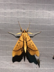 Anarmodia
