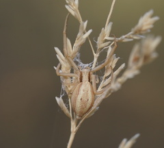 Runcinia acuminata