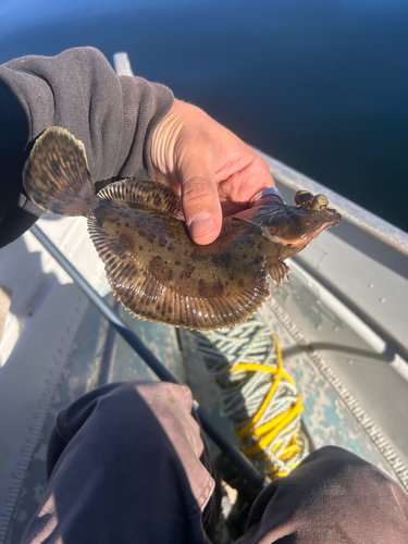 C-O sole (Pleuronichthys coenosus) — Pleuronectidae