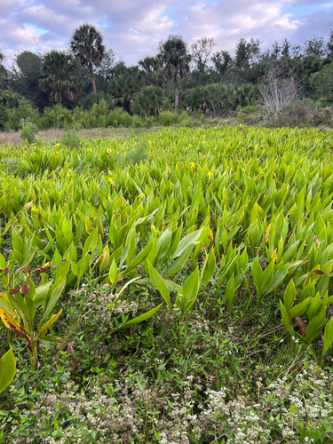 Canna flaccida, photograph 4