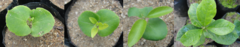 Aspidosperma pyrifolium