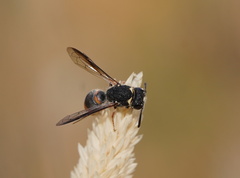 Masarinae