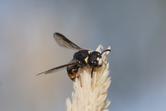 Masarinae