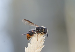 Masarinae