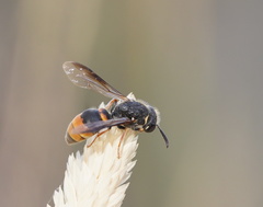 Masarinae