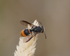 Masarinae
