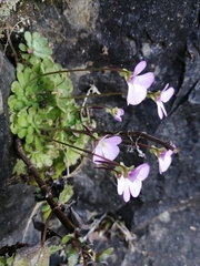 Pinguicula esseriana
