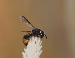 Masarinae