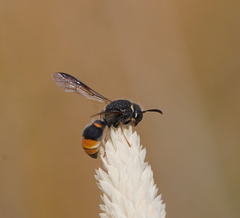 Masarinae