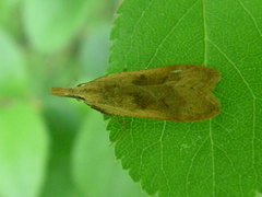 Dichomeris derasella