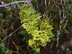 Crocodia rubella