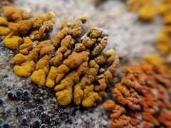 Cercidospora caudata