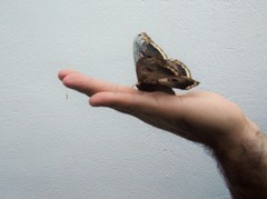 Saturnia pyri