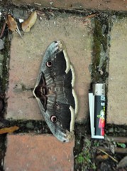 Saturnia pyri