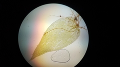 Isopterygiopsis muelleriana