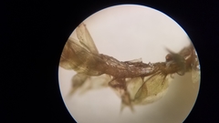 Isopterygiopsis muelleriana