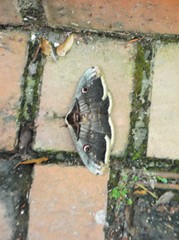 Saturnia pyri