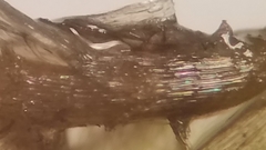 Isopterygiopsis muelleriana