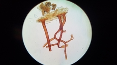 Isopterygiopsis muelleriana