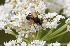 Euclytia flava