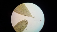 Isopterygiopsis muelleriana