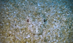 Synodus dermatogenys