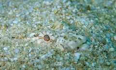 Synodus dermatogenys