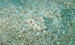 Synodus dermatogenys