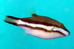 Canthigaster callisterna