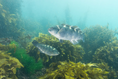Banded Parrotfish photo 3