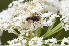 Euclytia flava