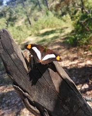 Adelpha basiloides