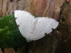 Lomographa bimaculata