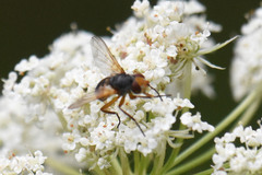 Euclytia flava