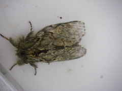 Peridea anceps