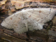 Cyclophora albipunctata