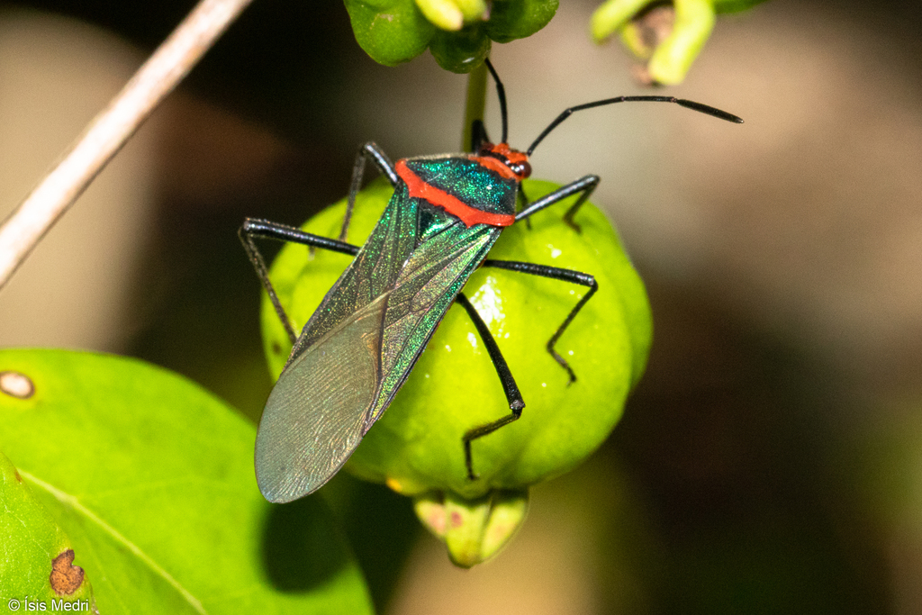 Sphictyrtus