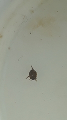 Desmopachria mexicana