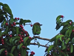 Psilopogon faiostrictus