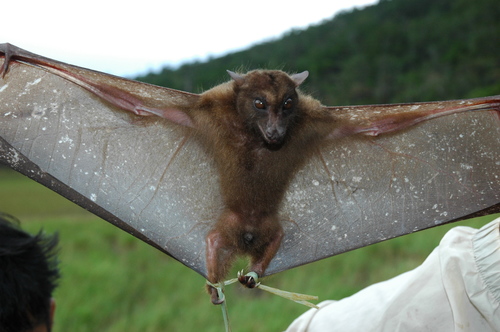 Harpy Fruit Bat (Harpyionycteris whiteheadi) — Least Concern Mammalia