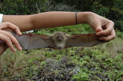 Philippine Pygmy Fruit Bat photo 3