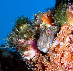 Parablennius intermedius