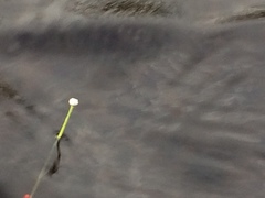 Eriocaulon aquaticum