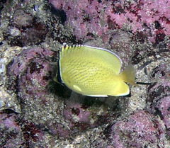 Chaetodon citrinellus