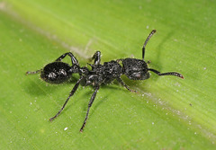 Procryptocerus