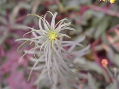 Solidago odora odora