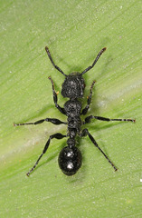 Procryptocerus