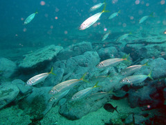 Trachurus novaezelandiae